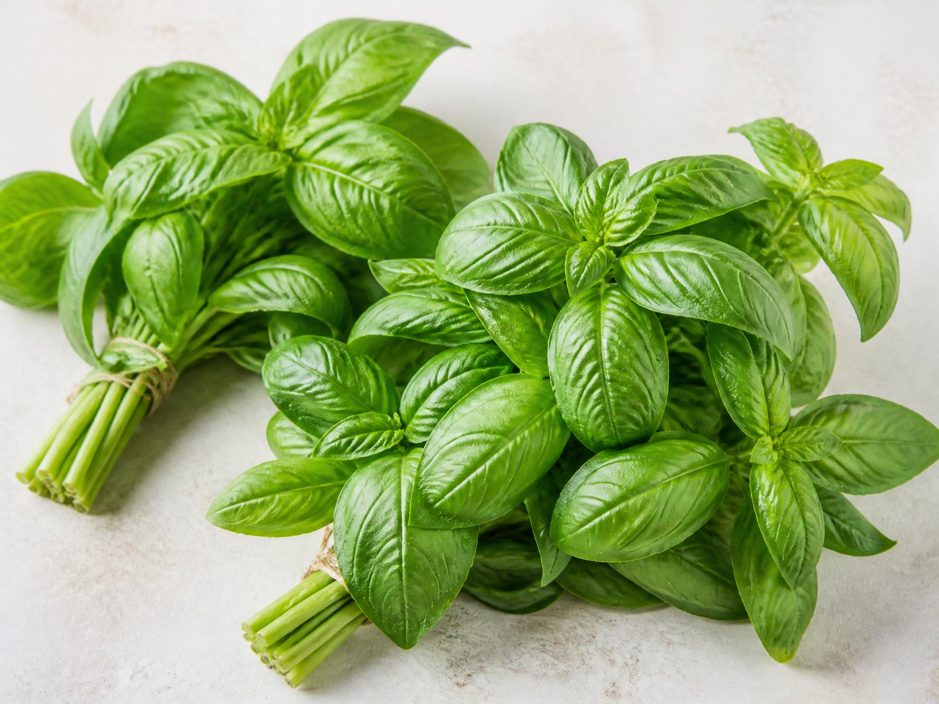 Fresh Basil from Kenya