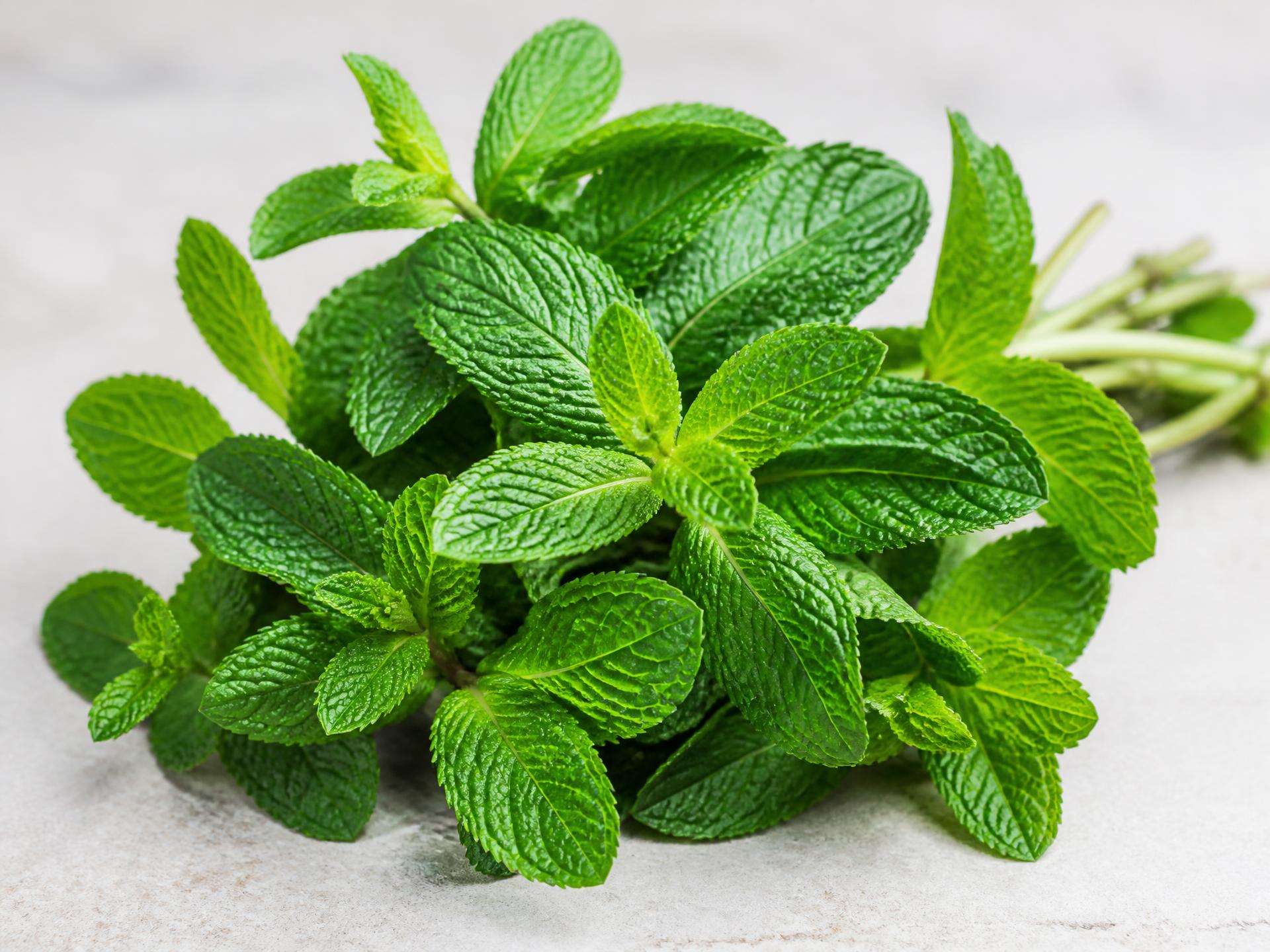Fresh Mint from Kenya