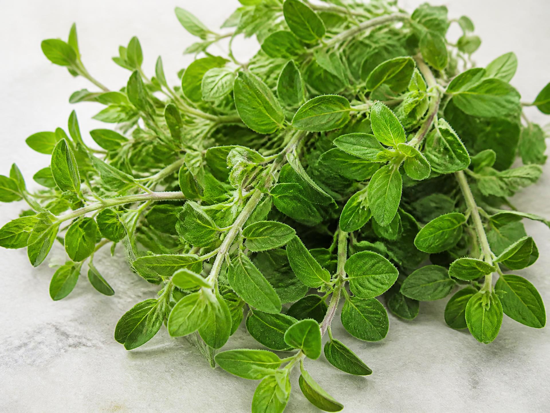 Fresh Oregano from Kenya