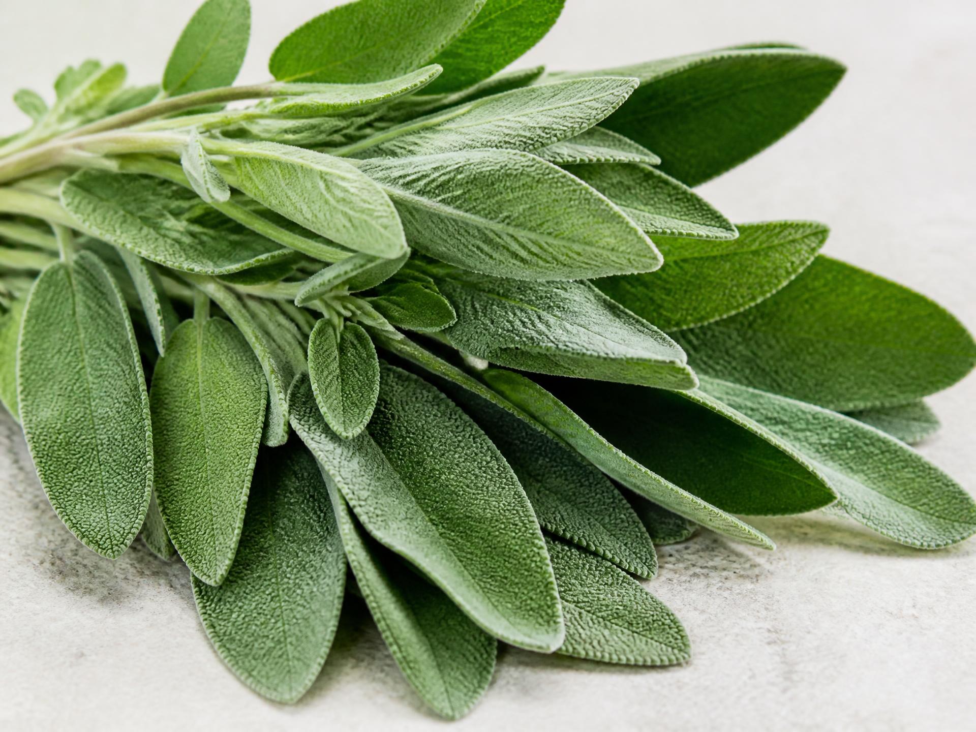 Fresh Sage from Kenya