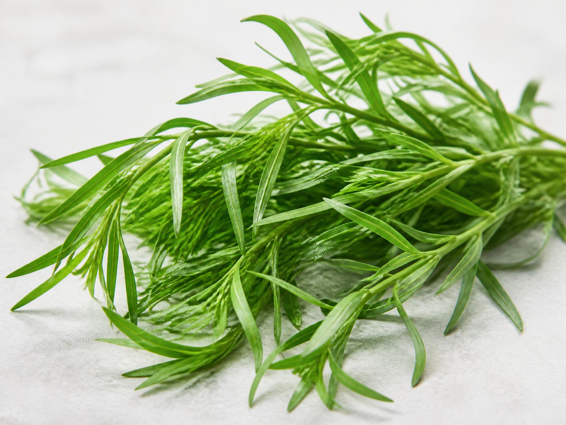 Fresh Tarragon from Kenya